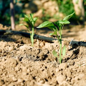 Young sweet pepper plant growing in the horticulture garden with drip irrigation system.