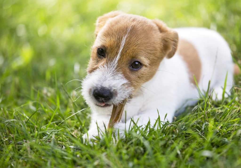 Puppy dog chewing a bone