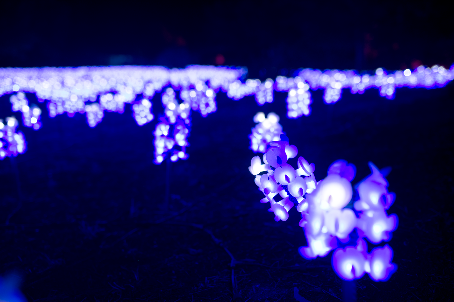 Blue-Bonnets