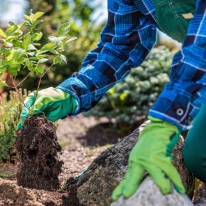 Gardener planting new tree in a garden | Gardener planting new tree in a garden.