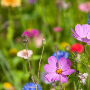 Wildflowers on a meadow in a sunny day |