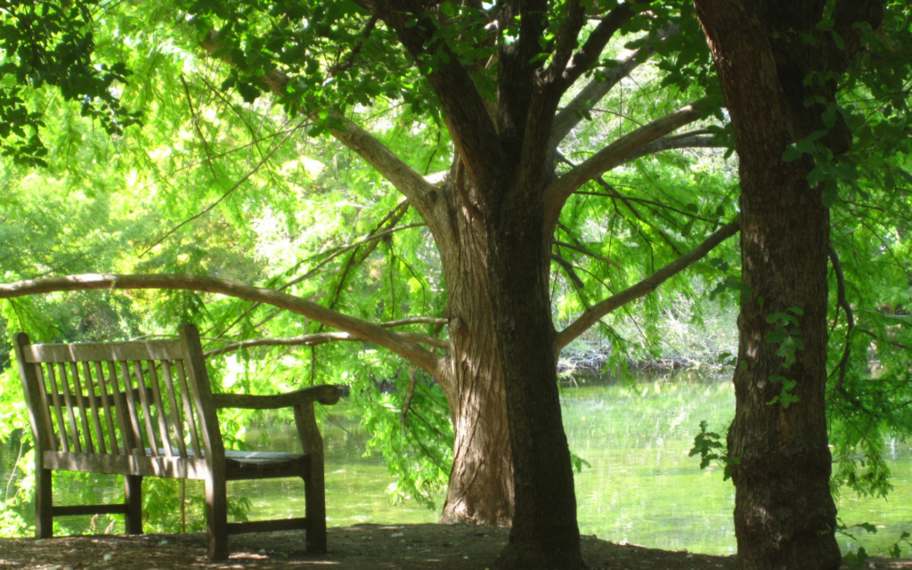 web-img-member-forest-bathing |