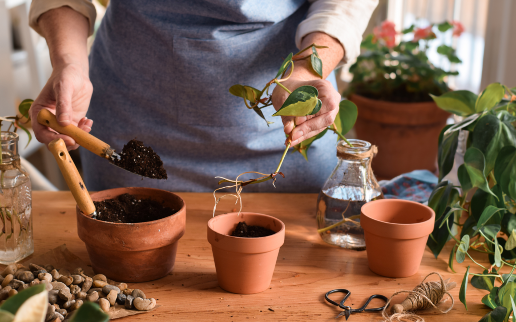 Propagation Basics Stem Cuttings and Division