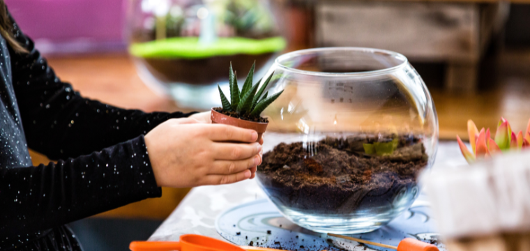Terrarium |