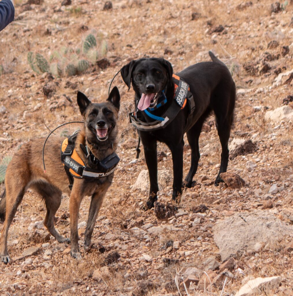 Cactus and Canine |