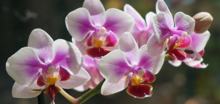 Orchid Care |
