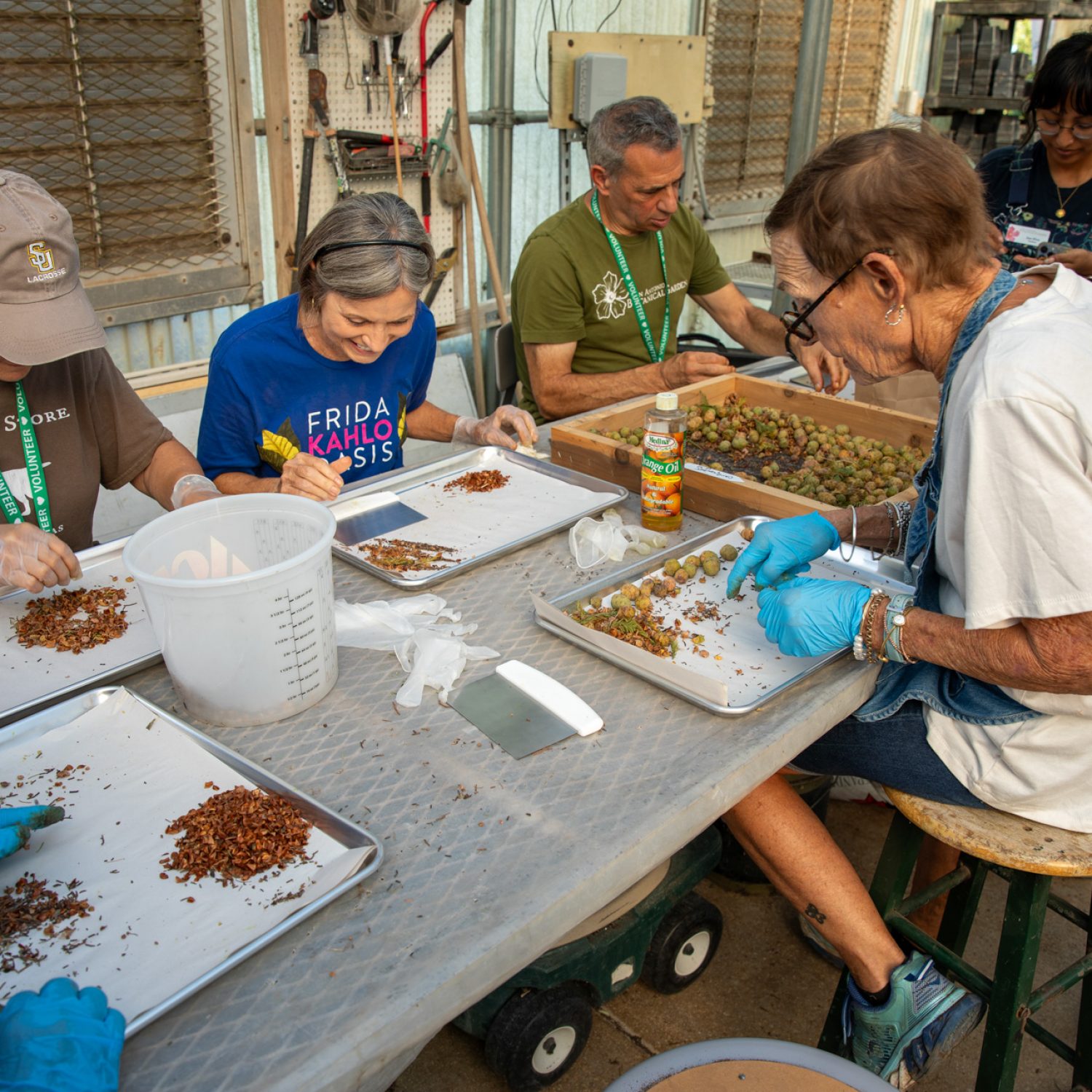 016-TREES-seed-cleaning-volunteers-2025