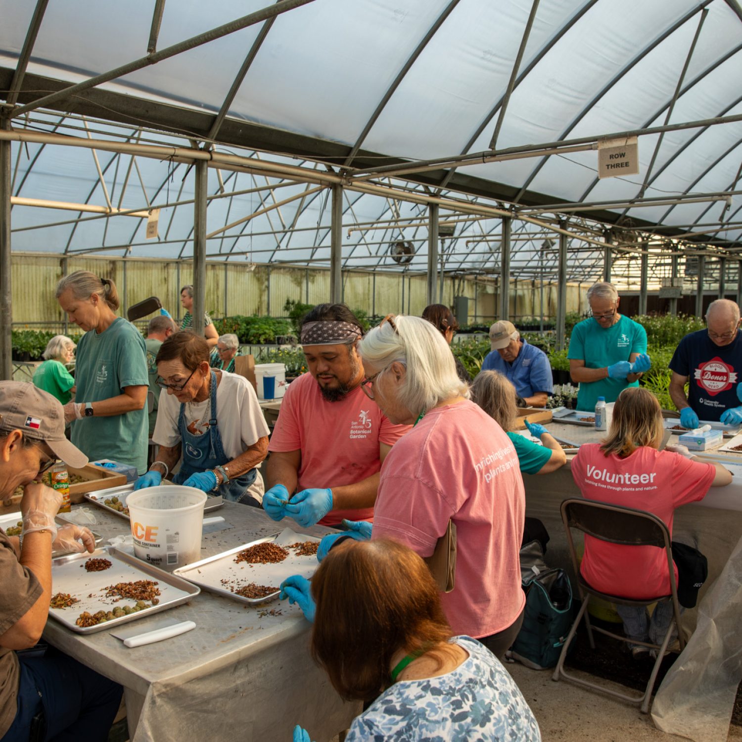 030-TREES-seed-cleaning-volunteers-2025