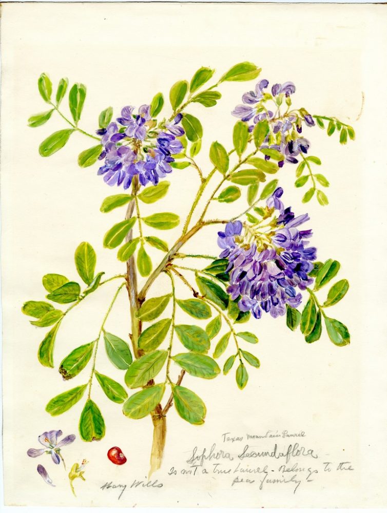 Texas Mountain Laurel- Sophora secundsflora
Wills, Mary Motz
Watercolor on Paper
12 5/8" x 16"	
Purchased with the Alfred G. Witte Endowment Fund.
Courtesy of the Witte Museum