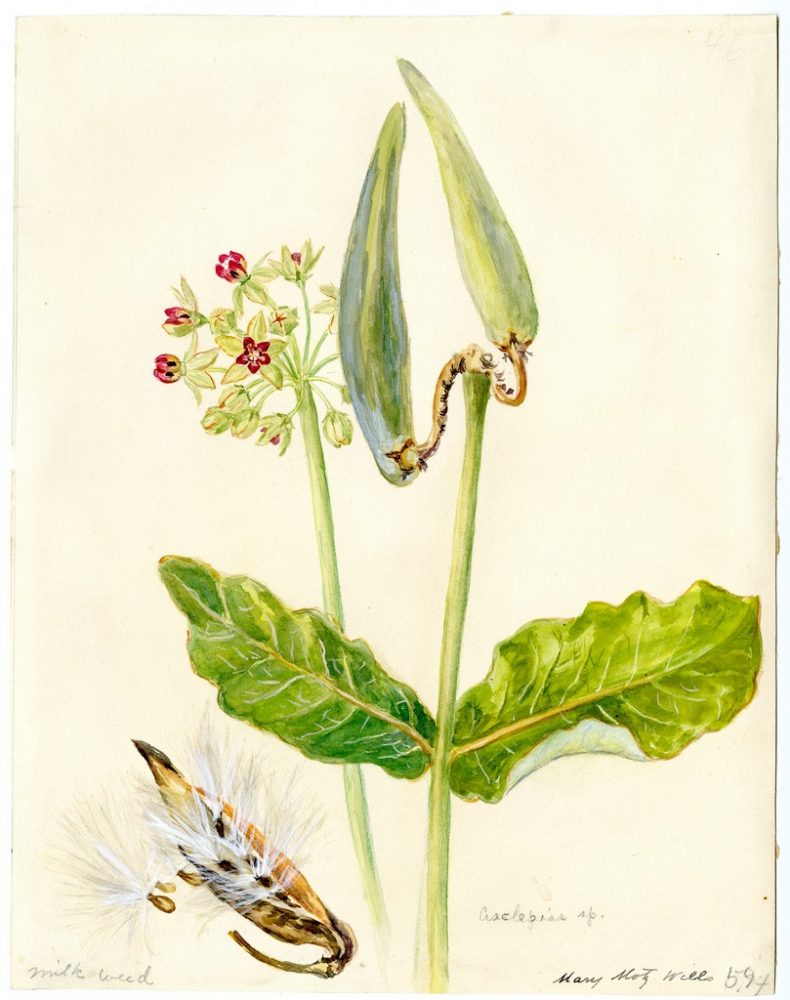 Milk Weed
Wills, Mary Motz
Watercolor on Paper	
11 1/4" x 8 3/4"	
Purchased with the Alfred G. Witte Endowment Fund.
Courtesy of the Witte Museum