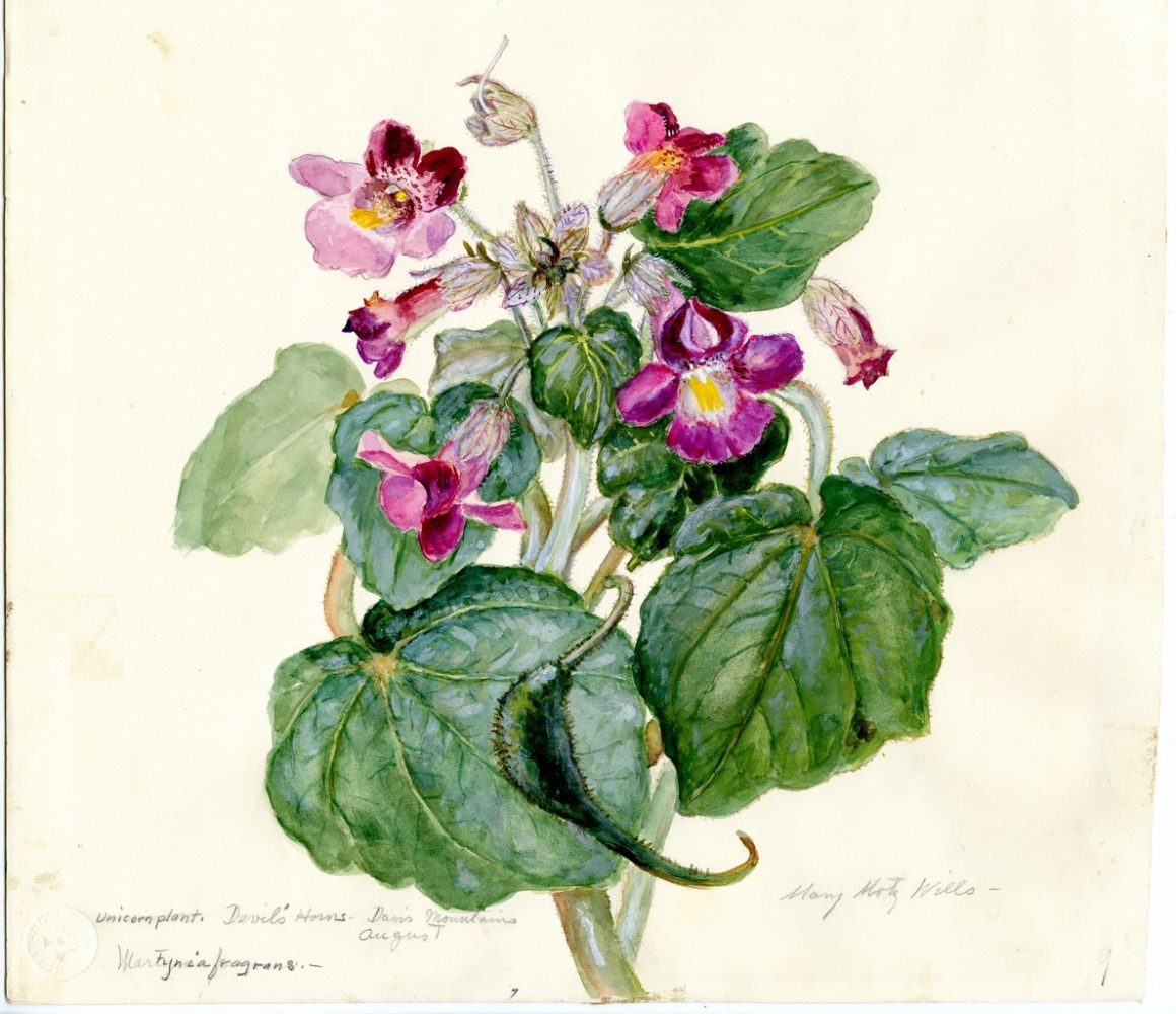 Devil's Horns. Unicorn Plant - Martynia Fragrans
Wills, Mary Motz
Watercolor on Paper
12 7/8" x 9 1/16"	
Purchased with the Alfred G. Witte Endowment Fund.
Courtesy of the Witte Museum