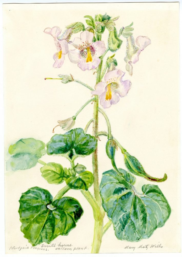 Devil's Horns, Unicorn Plant - Martynia fragrans
Wills, Mary Motz
Watercolor on Paper	 
13 1/8" x 13 15/16"	
Purchased with the Alfred G. Witte Endowment Fund.
Courtesy of the Witte Museum