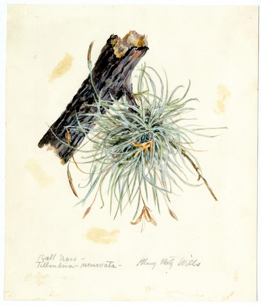 Ball Moss - Tillandasia Recurvata
Wills, Mary Motz
Watercolor on Paper	
10 7/8" x 9 1/4"	
Purchased with the Alfred G. Witte Endowment Fund.
Courtesy of the Witte Museum
