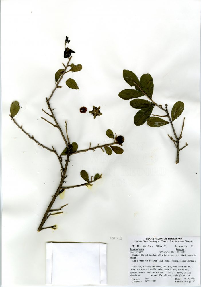 Diospyros Texana - Texas Persimmon; Dioecious/Pistillate (In Fruit)	
Location: N side of the East-West Path & 20 miles W of extreme E end--Oakwell Farms, San Antonio, TX
County: Bexar
Edge of thick stnd of Celtis, Ulmus, Acacia, Prosopis, Aloysia & Condalia. Small tree, 4 m tall; bark smooth, thin, gray, outer layer peeling. Leaves coriaceous, sub-sessile, ovate, rounded to emarginate at apex, pubescent beneath. Fruit baccate, black 1.5 cm dia. Seed-8, in axial placentation. Eed many, flat orbicular, w/axial placentation.
Collector: Harry Cliffe	
Date Collected: May. 4, 1994
Courtesy of the Witte Museum