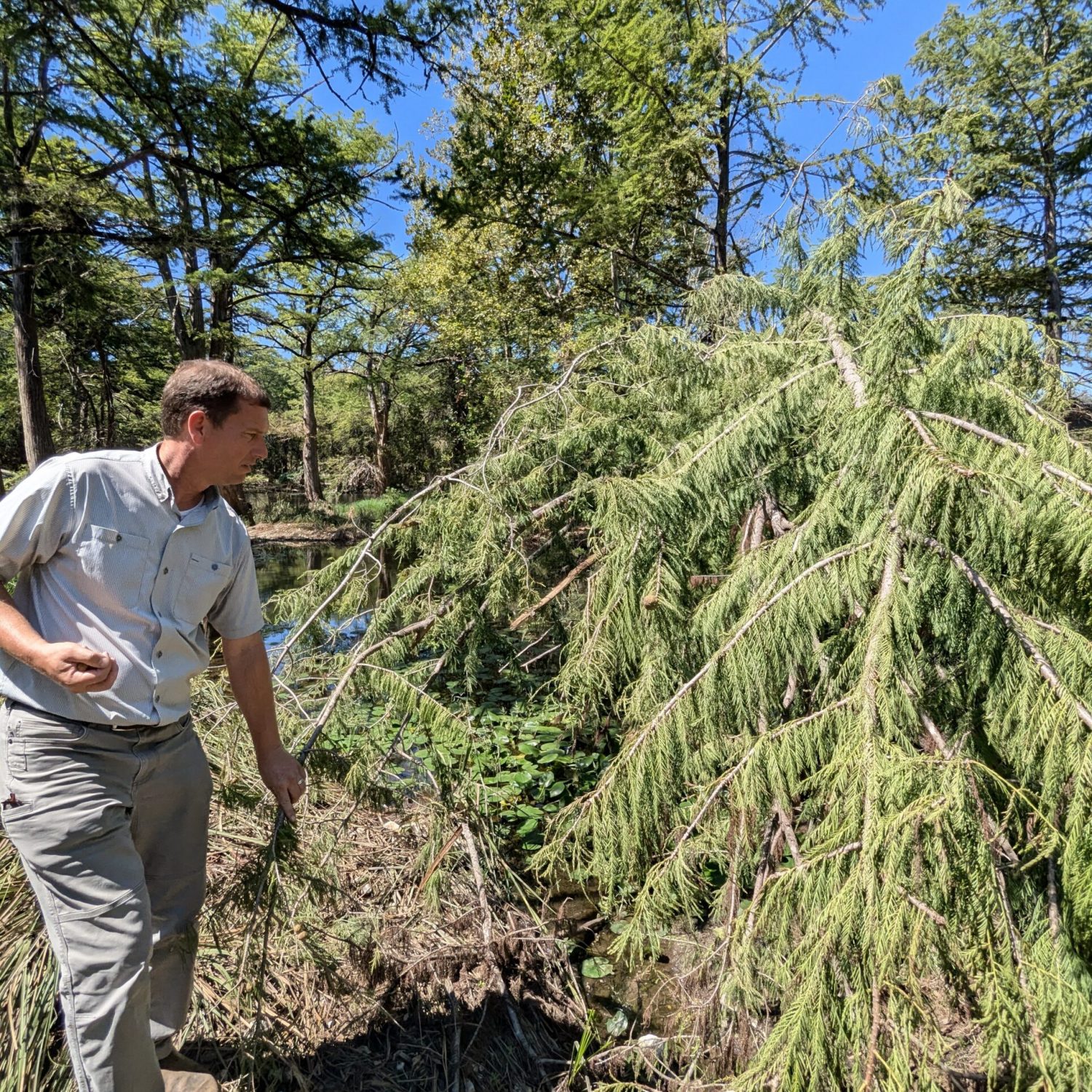 Andrew Labay Collecting cones