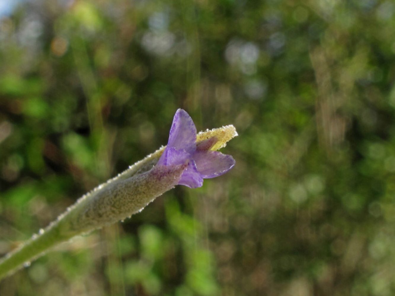 Tillandsia recurvata Bloom, 2009
Cressler, Alan
Wildflower Center Digital Library