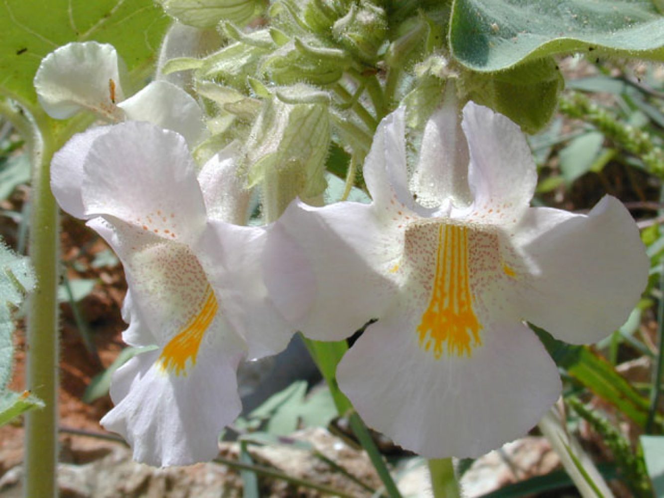 Proboscidea louisianica Blooms, 2003
Marcus, Joseph A.
Wildflower Center Digital Library