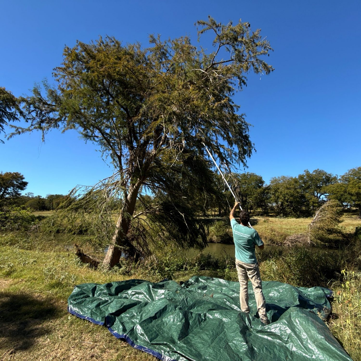 Doug Capers - Bald Cypress