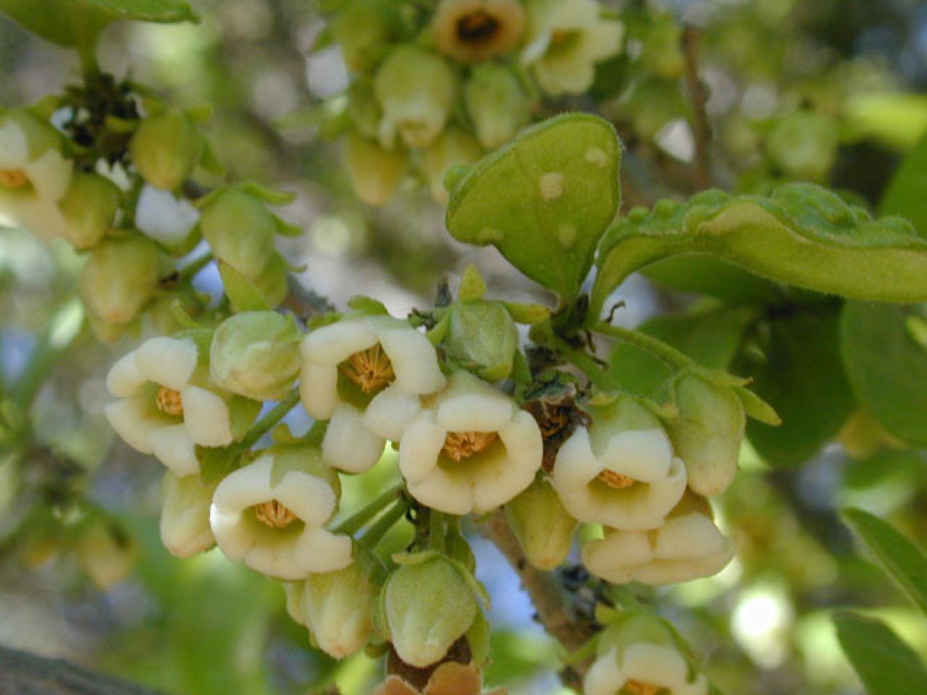 Diospyros texana Flowers, 2003
Marcus, Joseph A.
Wildflower Center Digital Library