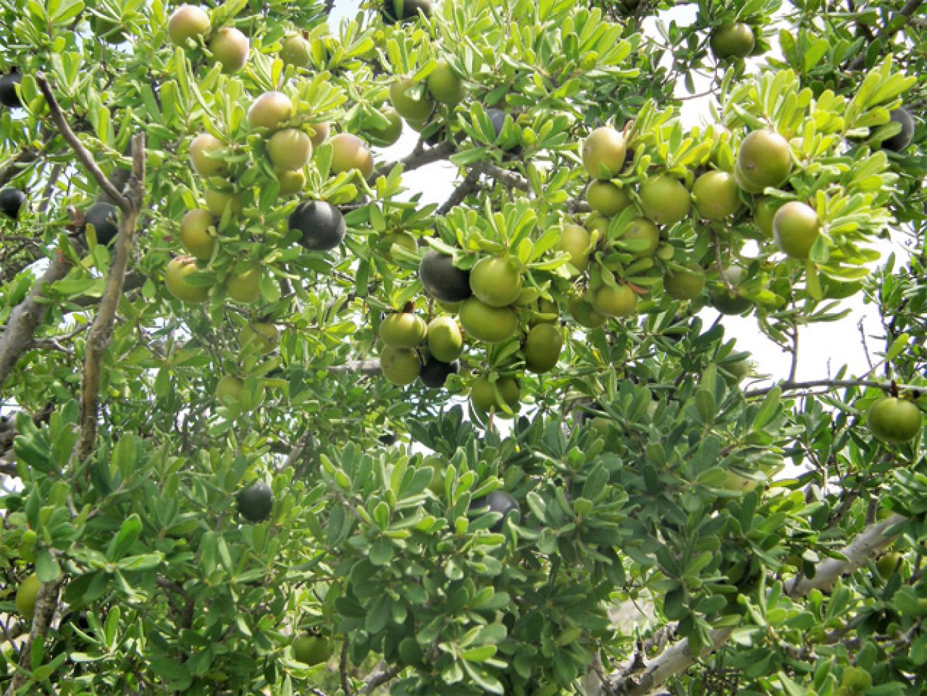 Diospyros texana Fruit, 2008
Anderson, Wynn
Wildflower Center Digital Library