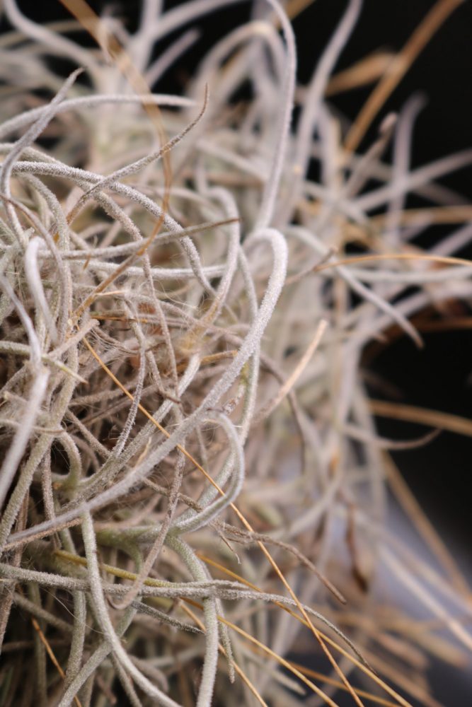 Tillandsia recurvata, 2022
Maeve Bassett