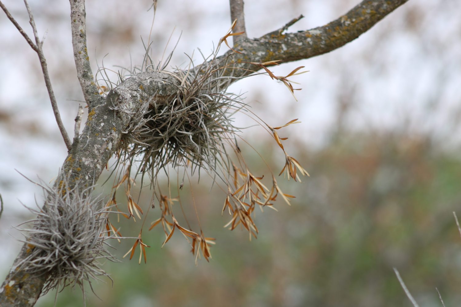 Tillandsia recurvata, 2022
Maeve Bassett