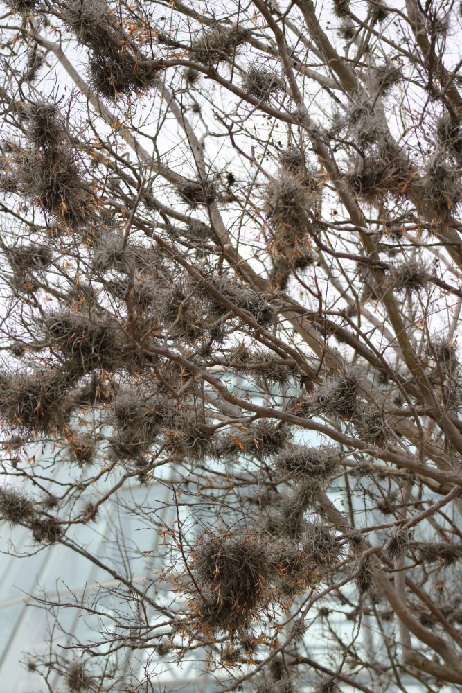 Tillandsia recurvata, 2022
Maeve Bassett