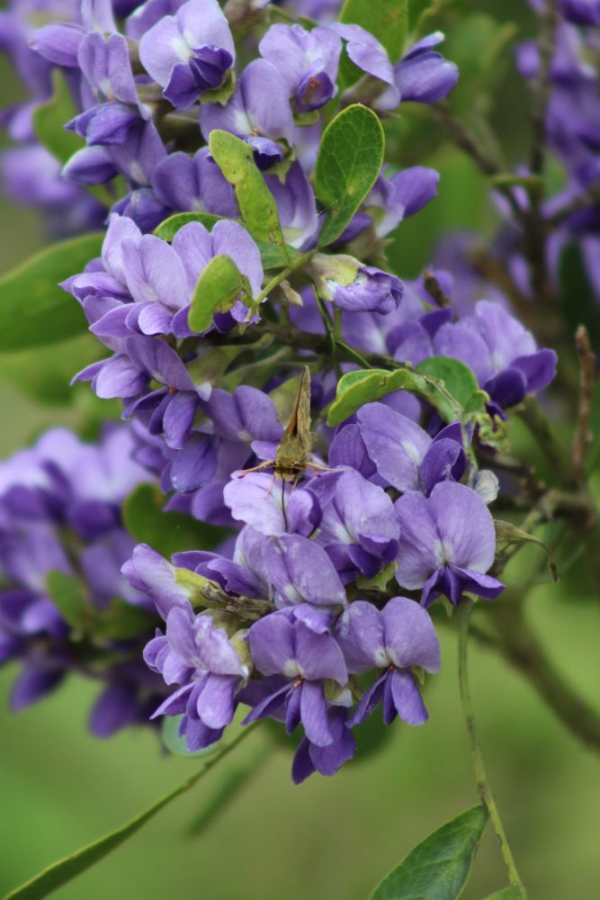 Sophora secundiflora, 2022 Maeve Bassett