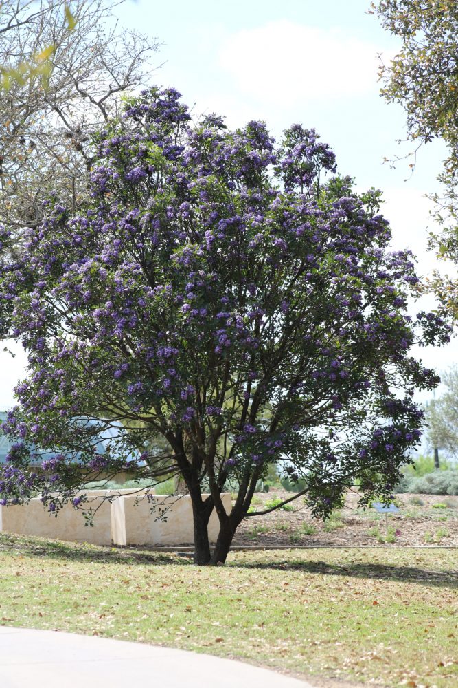 Sophora secundiflora, 2022
Maeve Bassett