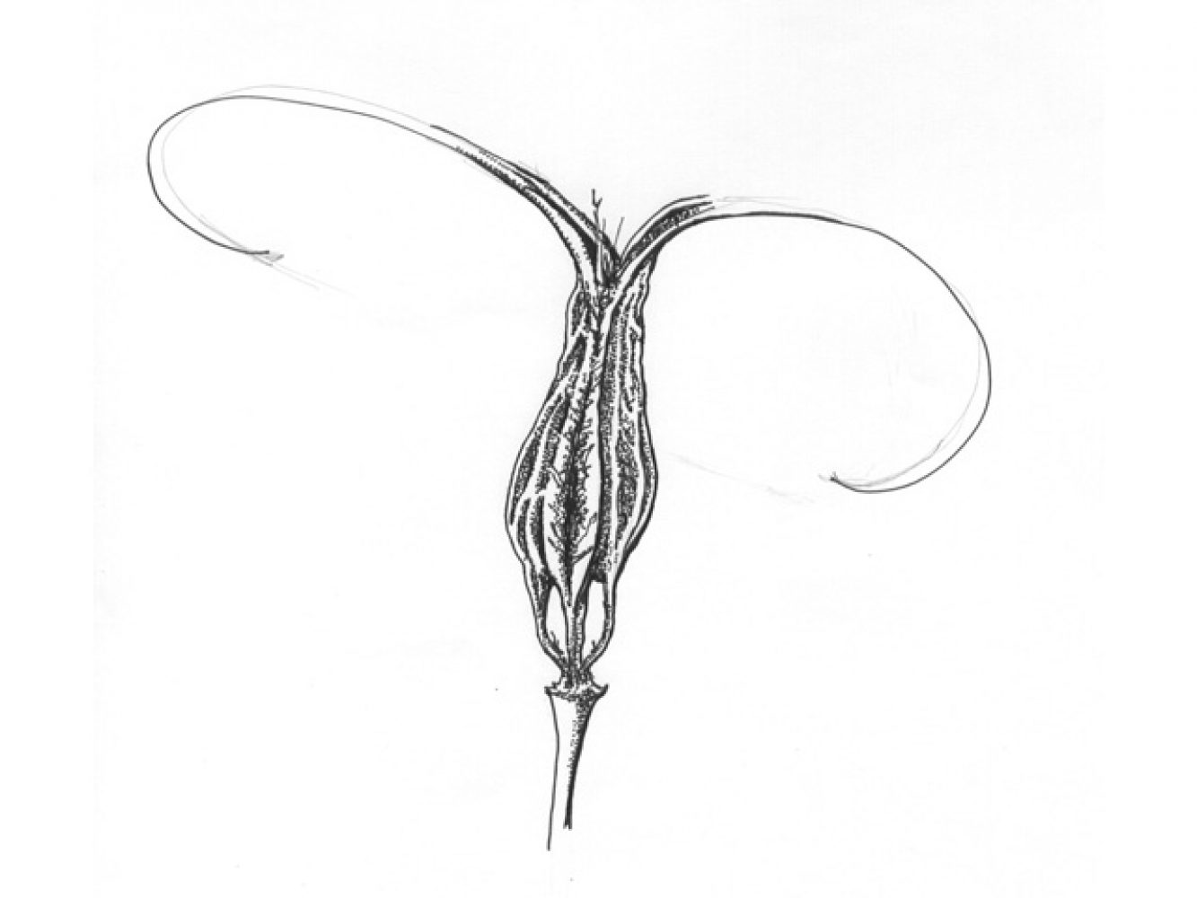 Proboscidea louisianica, 2012
Sweeney, Collene
Pen and ink on Bristol board rendering of a mature diclesium 
Botanical Illustration Collection