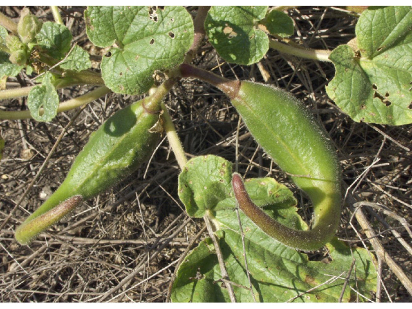 Green pods of Devil's claw, Proboscidea louisianica, 2002
Schwartzman, Steven
Wildflower Center Digital Library