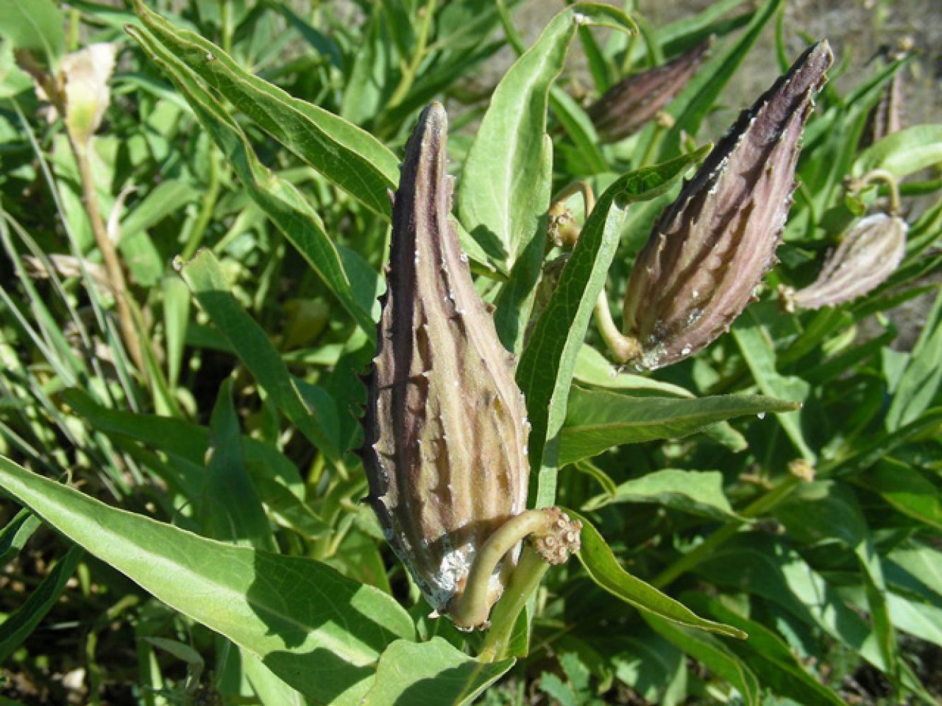 Asclepias Asperula Pod, 2009
Photographer: Williams, Pam
Collection: Wildflower Center Digital Library