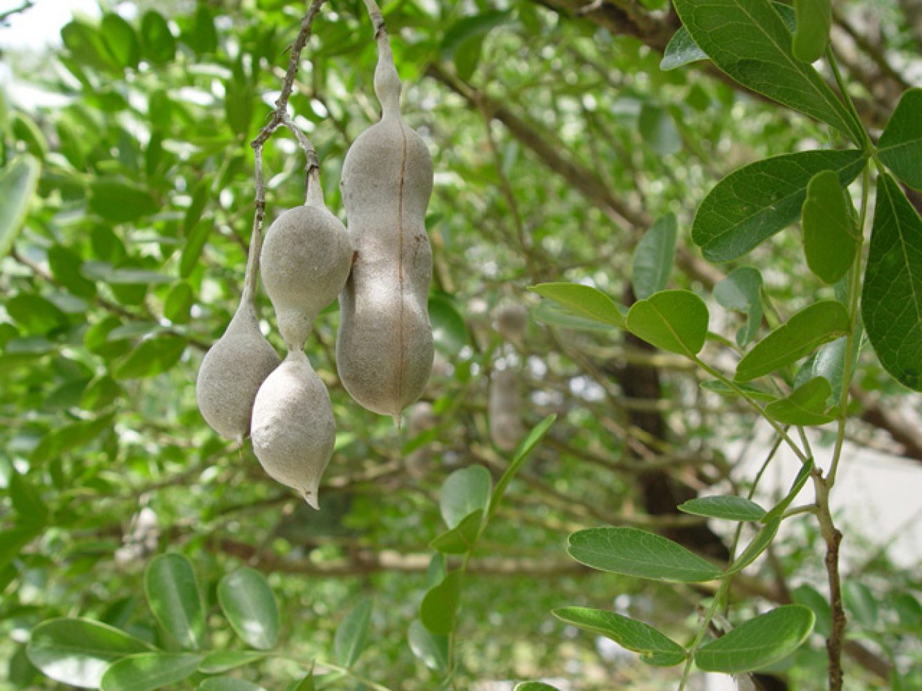 Sophora secundiflora Pods, 2003
Lytle, Melody
Wildflower Center Digital Library