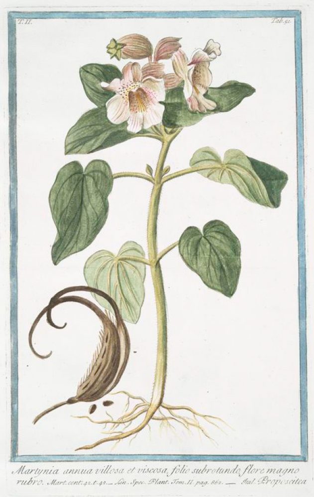 Proboscidea louisianica, ca. 1783 
Bonelli, Giorgio (1724-1803)
Public domain