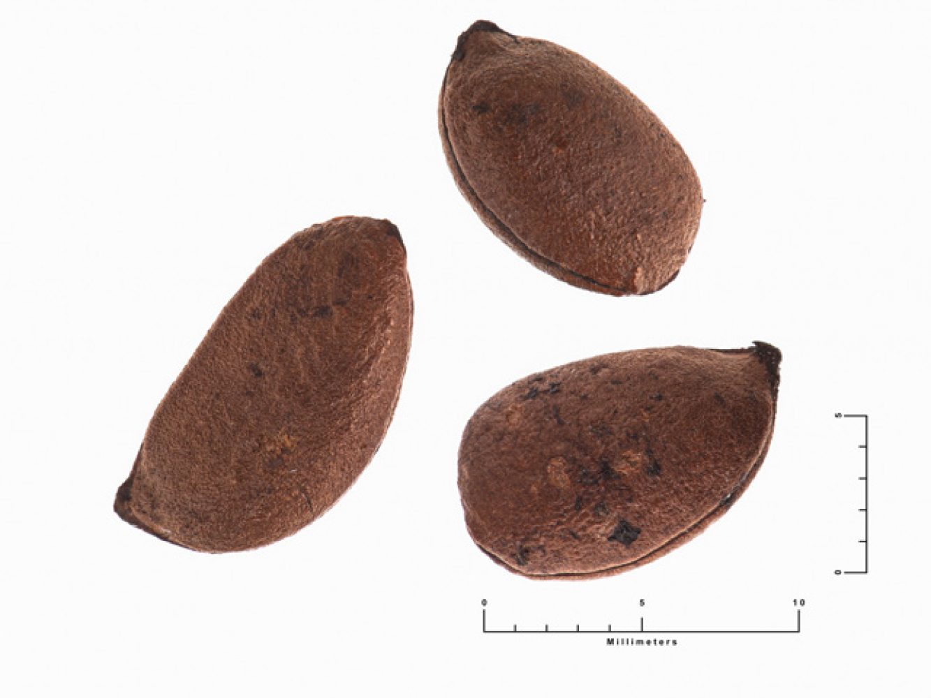 Diospyros texana Seeds, 2018
Leander, Bruce
Seed collection location not recorded.
Native Seed Imaging Project