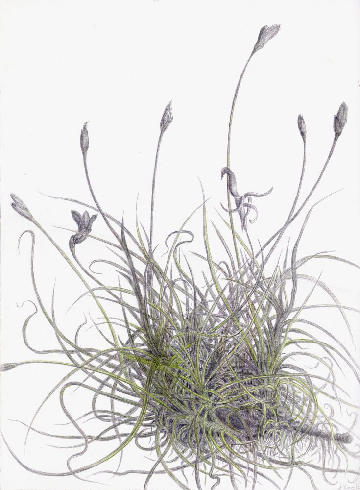 Summer Energy - Tillandsia recurvata, n.d.
Cook, Jeannine (b. 1944)
Silverpoint, watercolour, 
Wikimedia Commons