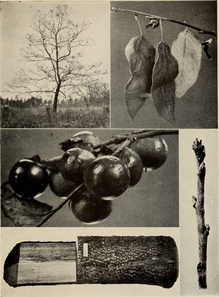 The Persimmon
The Tree Book : A popular guide to a knowledge of the trees of North America and to their uses and cultivation, 1920 
Rogers, Julia Ellen, b. 1866
Public Domain