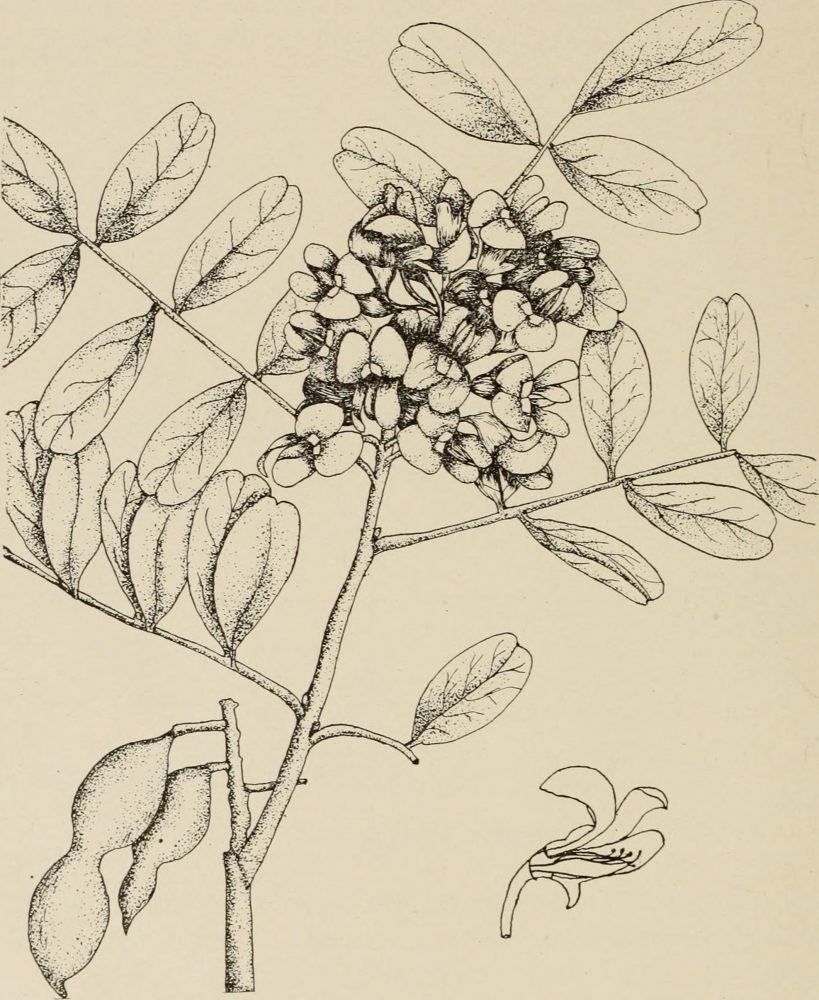 Sophora secundiflora Illustration
Trees of Texas; an illustrated manual of the native and introduced trees of the state, 1915
Lewis, Isaac McKinney, 1878-1943